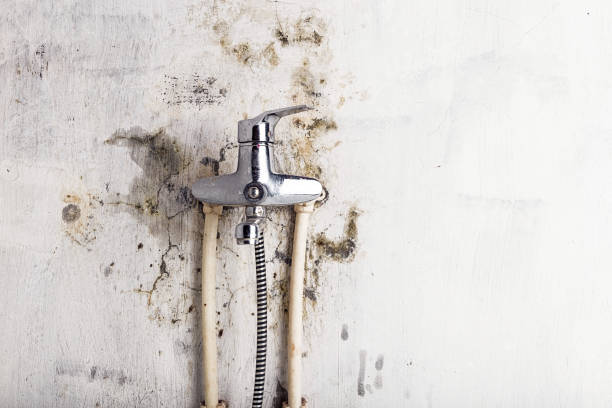 Best Professional Mold Removal  in Yorba Linda, CA
