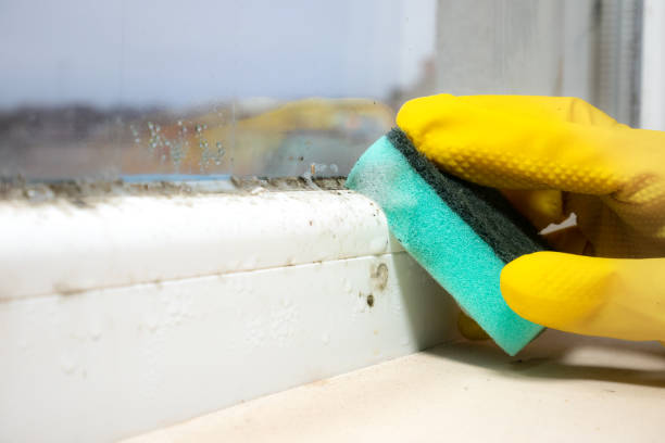 Best Office Mold Removal Services  in Yorba Linda, CA