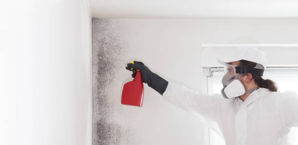 Best Black Mold Removal  in Yorba Linda, CA