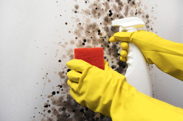 Reliable Yorba Linda, CA Mold Removal Solutions