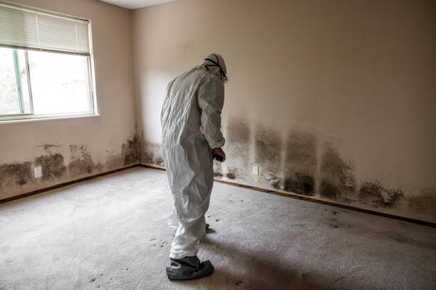 Best Residential Mold Removal  in Yorba Linda, CA