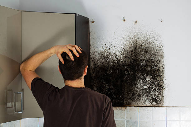 Best Local Mold Removal Service  in Yorba Linda, CA