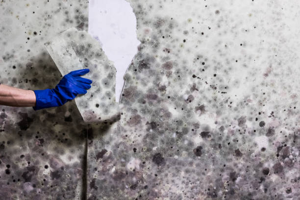 Mold Removal Process in Yorba Linda, CA