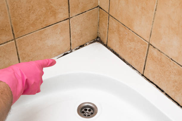 Best Black Mold Removal  in Yorba Linda, CA