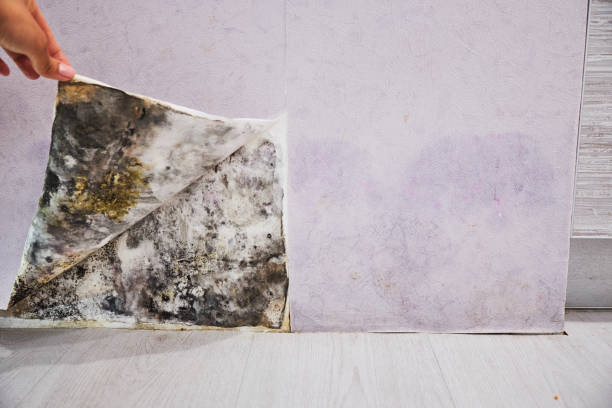 Best Toxic Mold Removal  in Yorba Linda, CA